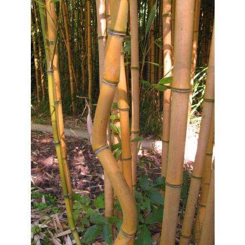 Bambu Phyllostachys aureo. Aureo