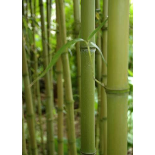 Bamb Phyllostachys Atrovaginata