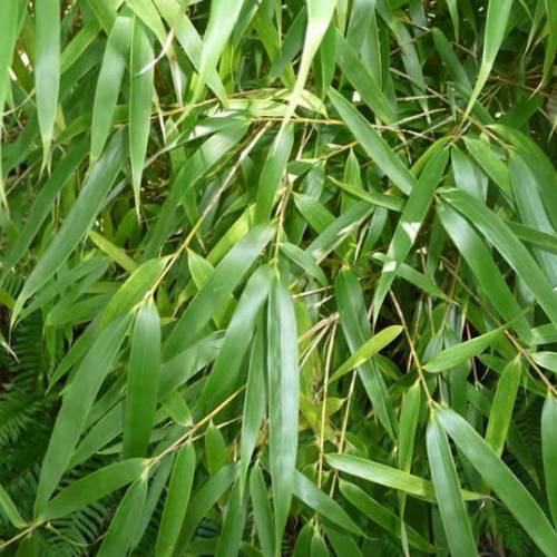 Bambú Fargesia Rufa