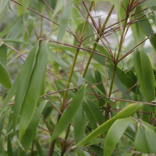 Bambú Fargesia robusta 'Formidable Wenchuan'