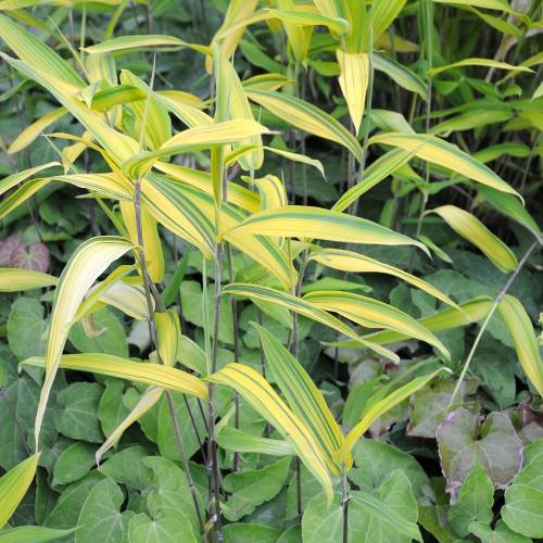 Bambú Pleioblastus auricomus