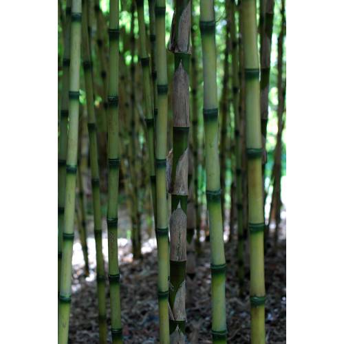 Bambú Chusquea couleou