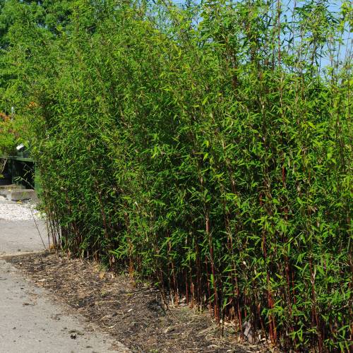 Bambú Fargesia Jiuzhaigou