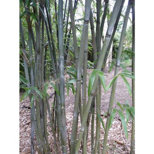 Bamb Bashania fargesii
