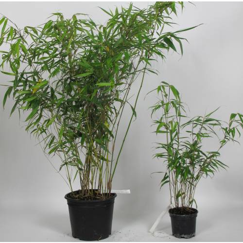 Bambú Fargesia robusta 'Pingwu'