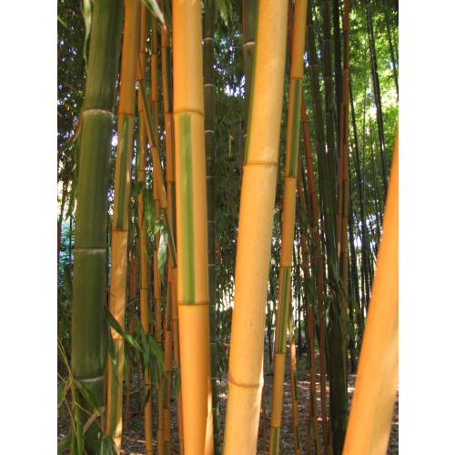 Bamb Phyllostachys b. Castillonis