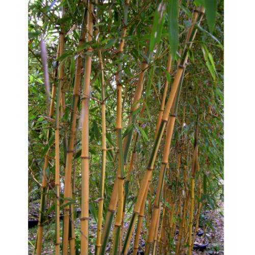 Bamb Phyllostachys b. Castillonis