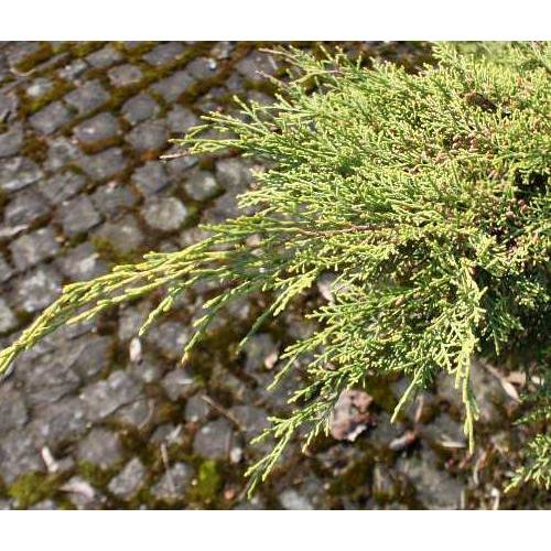 Juniperus horizontal 'Old Gold'