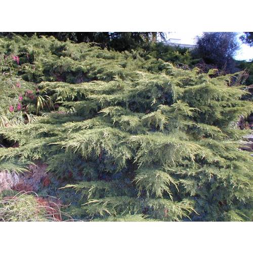 Juniperus horizontal 'Old Gold'