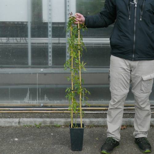 Rosal de Banks  'Lutea'