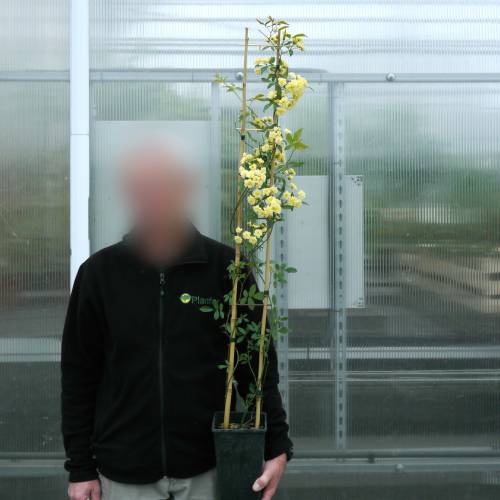 Rosal de Banks  'Lutea'