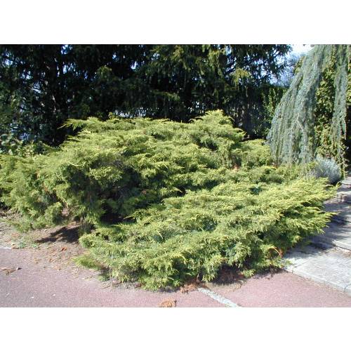 Juniperus horizontal 'Pfitzeriana Aurea'