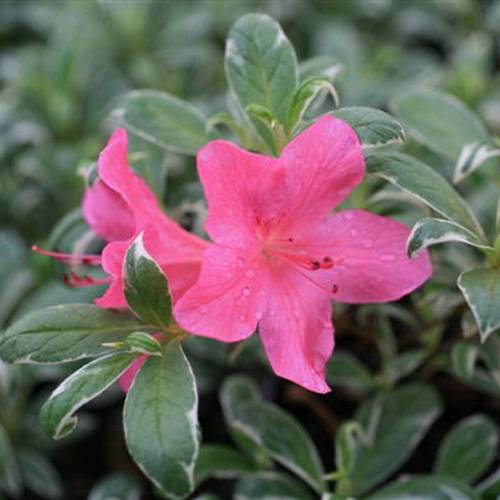 Azalea japonesa 'Salmon's Leap'
