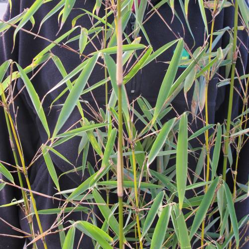 Bambú Fargesia robusta 'Campbell'