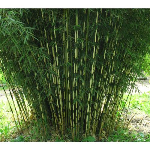 Bambú Fargesia robusta 'Campbell'