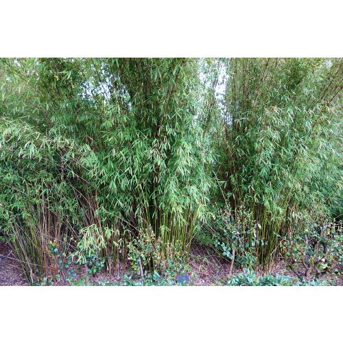 Bamb� Bambusa textilis 'Gracilis'
