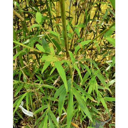 Bamb� Bambusa textilis 'Gracilis'