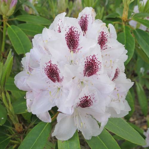 Rododendro blanco 'Calsap'