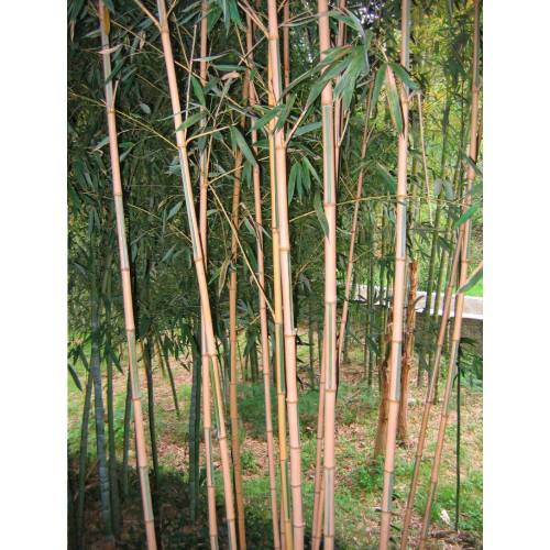 Bamb Phyllostachys aurea Koi