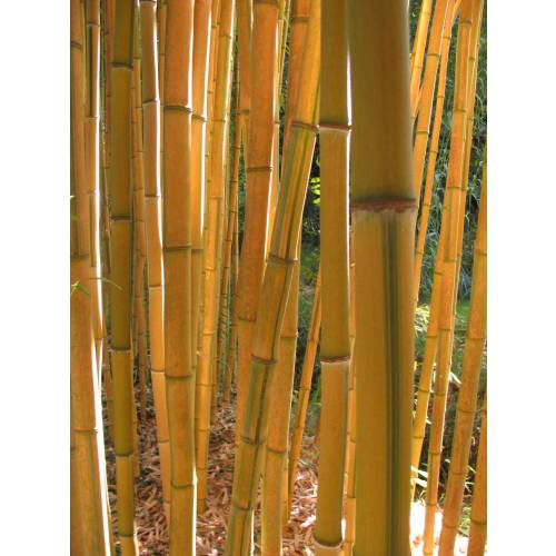 Bamb Phyllostachys aureo. Spect