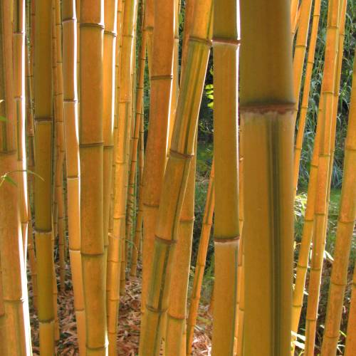 Bamb� Phyllostachys aureo. Spect
