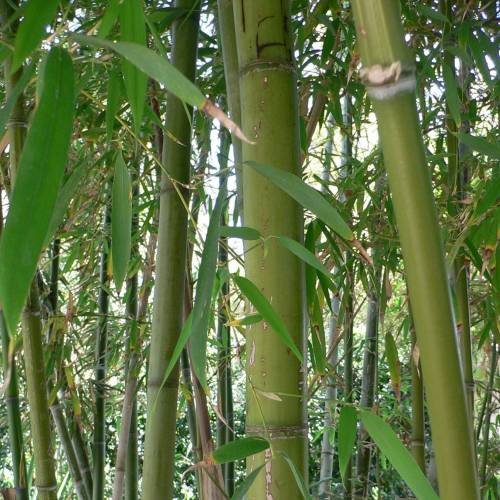 Bamb Phyllostachys nigra henonis