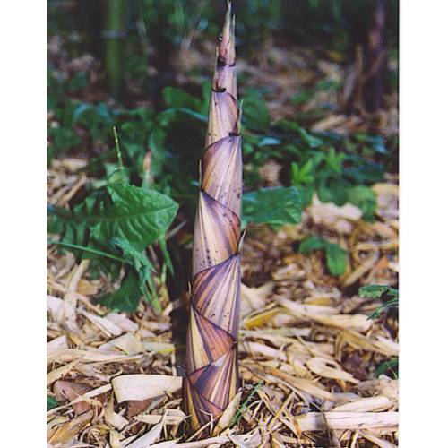 Bamb Phyllostachys decora