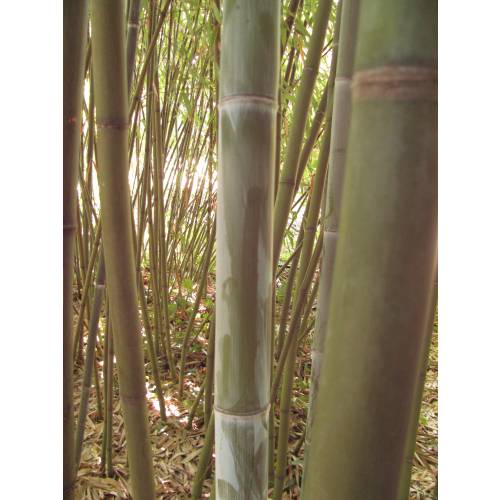 Bamb Phyllostachys glauca