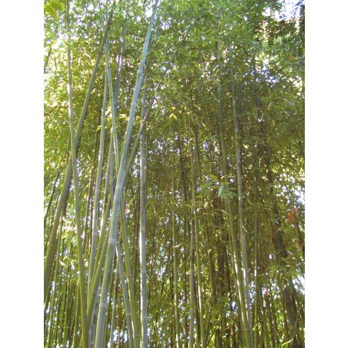 Bamb Phyllostachys glauca