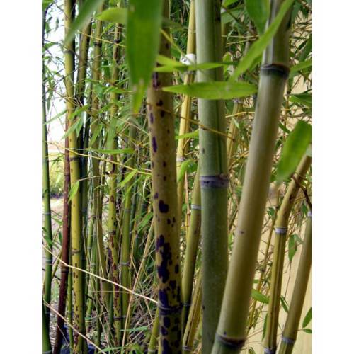 Bamb Phyllostachys glauca yunz