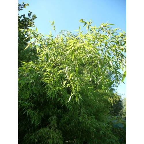 Bamb Phyllostachys Rubromarginata