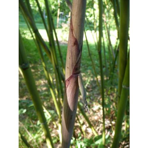 Bamb Phyllostachys Rubromarginata
