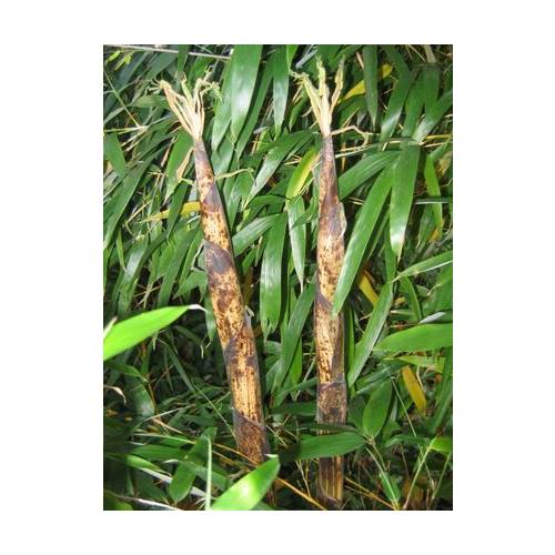 Bamb Phyllostachys vivax aureo.