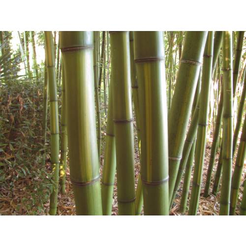 Bamb Phyllostachys vivax huang.