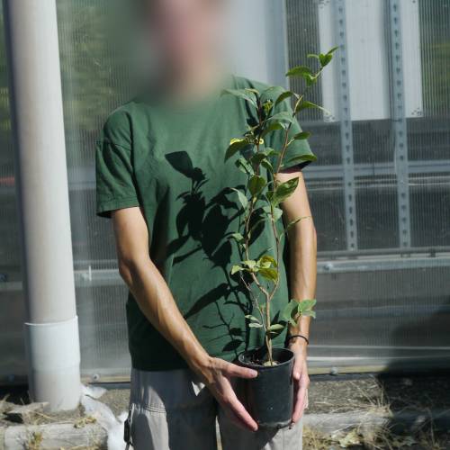 �rbol del T�, Planta de T�