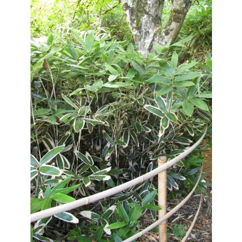 Bambú Sasa veitchii