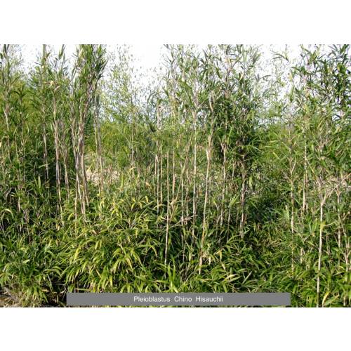Bambú Pleioblastus chino Hisauchii