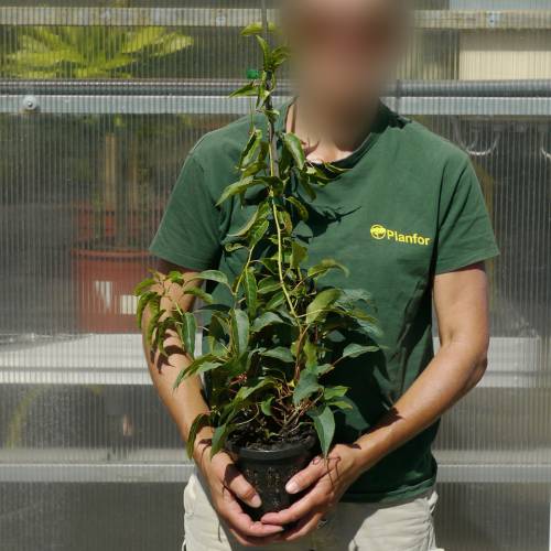 Kiwi�o rojo 'Ken's Red'