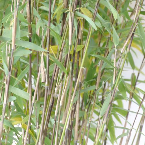 Bambú Fargesia nitida 'Volcano'