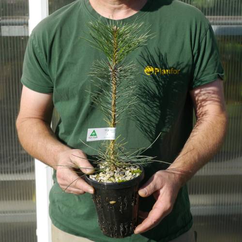 Pino Salgareño Austriaca Trufero -T. Melanosporum