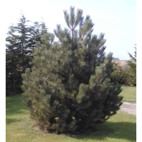 Pino Salgareño Austriaca Trufero -T. Melanosporum