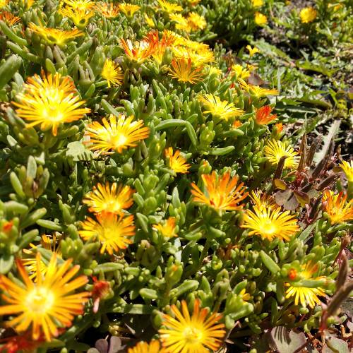 Alfombra amarilla