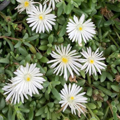 Alfombra blanca