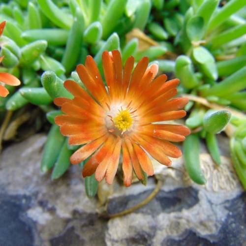 Alfombra naranja