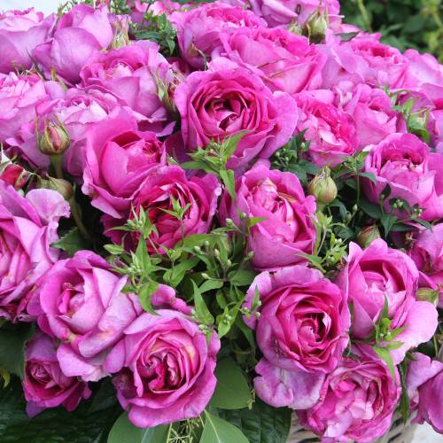 Rosal Catherine de Mdicis