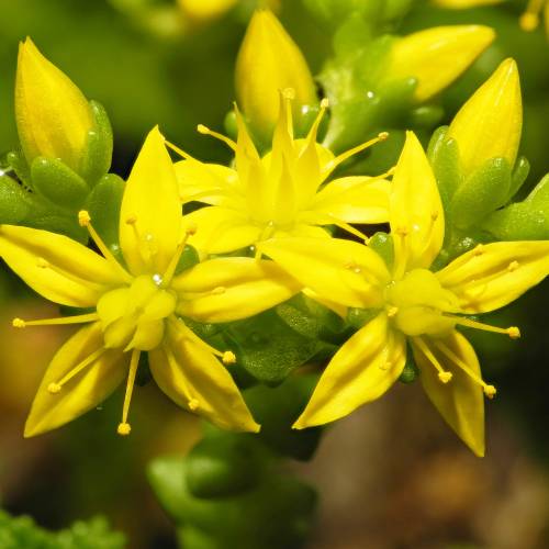 Uva de gato amarillo