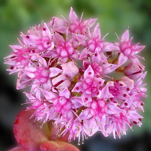 Sedum de Siebold
