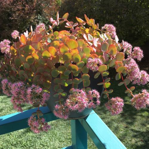 Sedum de Siebold