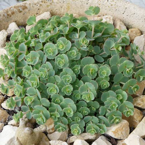 Sedum de Siebold