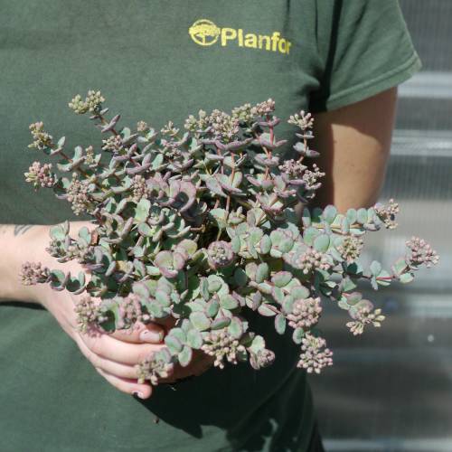 Sedum de Siebold